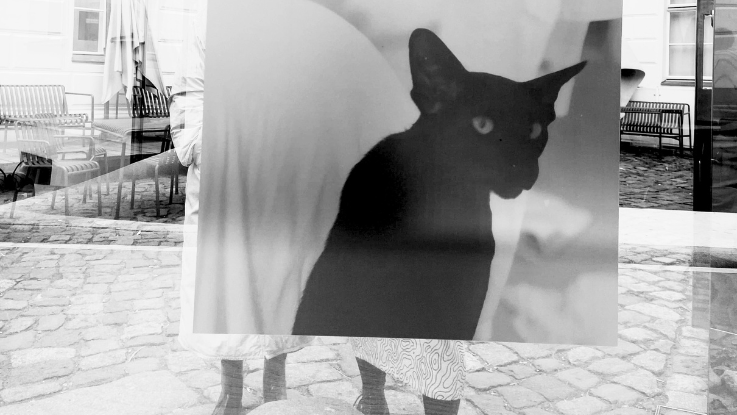 A layered, visually intriguing black-and-white photograph of two people in a public space, standing in front of a mirror-like surface with a black Siamese cat glued to it, covering them except for their feet.